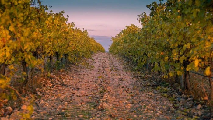 Lluvias récord en Castilla y León benefician la viticultura, pero dificultan la poda