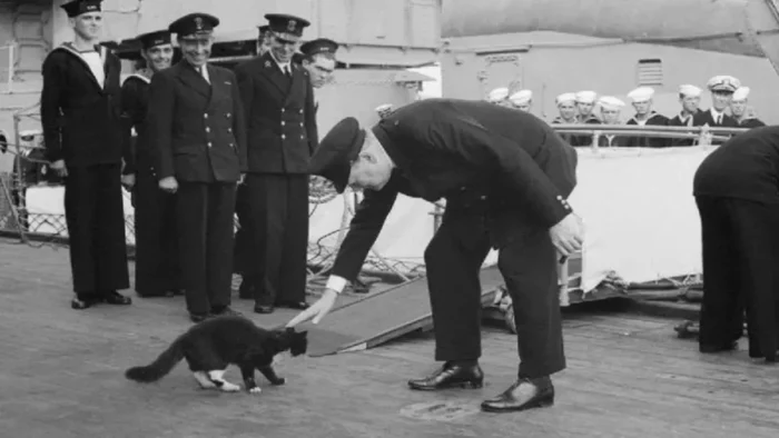 OSCAR, EL GATO INSUMERGIBLE: LEYENDA Y SUPERVIVENCIA EN LA SEGUNDA GUERRA MUNDIAL