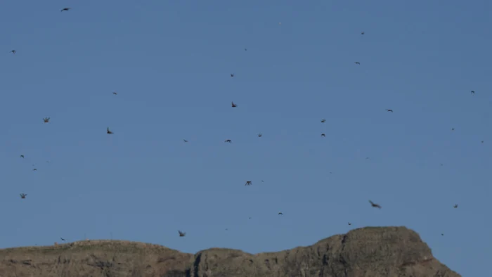 Invasión de Langostas Africanas Alarma a Lanzarote: Posibles Amenazas a los Viñedos