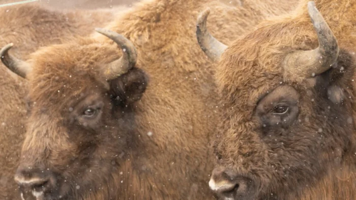 RIESGO DE INCENDIOS AUMENTA EN CASTILLA-LA MANCHA TRAS UN INVIERNO TEMPLADO