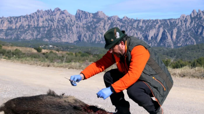 Cazadores catalanes denuncian riesgos sanitarios por nueva normativa sobre peste porcina africana