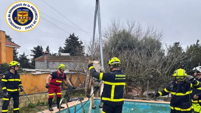 RESCATE ESPECTACULAR: Bomberos Salvan a Caballo Atrapado en Piscina