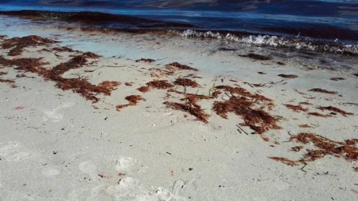 Algas Peligrosas: Más Allá del Sushi y las Ensaladas Marinas