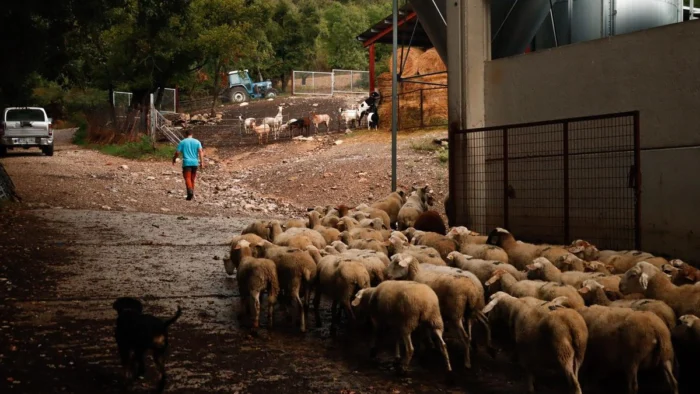 Un vistazo a la vida en los valles pirenaicos: El sector ovino en la cuerda floja