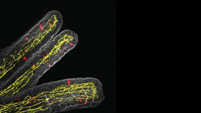 Descubren cómo el intestino le indica al cerebro que suprima el hambre durante una infección