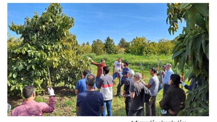 Taller práctico sobre la poda del aguacate en Almuñécar