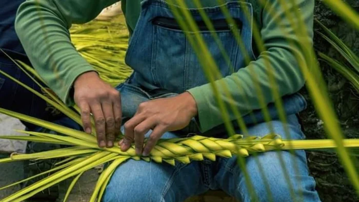 Tipos de Palma en Domingo de Ramos: Tradición, Artesanía y Significado