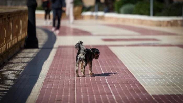 El censo de perros que mantiene limpias las calles de Ibiza: "Ayuda a que los amos seamos más cívicos"