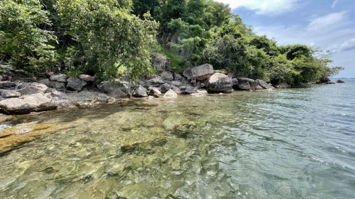 Un buceador mira a unas crías en el lago Tanganica y los peces cambian de actitud: atacan con más agresividad