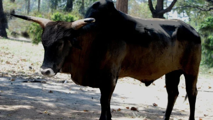 Hace 10.500 a&ntilde;os alguien levant&oacute; un poste con un cr&aacute;neo de uro y dej&oacute; una pista sobre las primeras creencias en esp&iacute;ritus de la naturaleza
