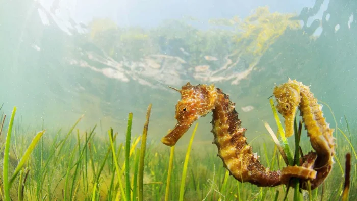 NUEVO TITULO: El Centro de Conservación de Especies del Mar Menor: ¿Solución Científica o Estrategia Política?