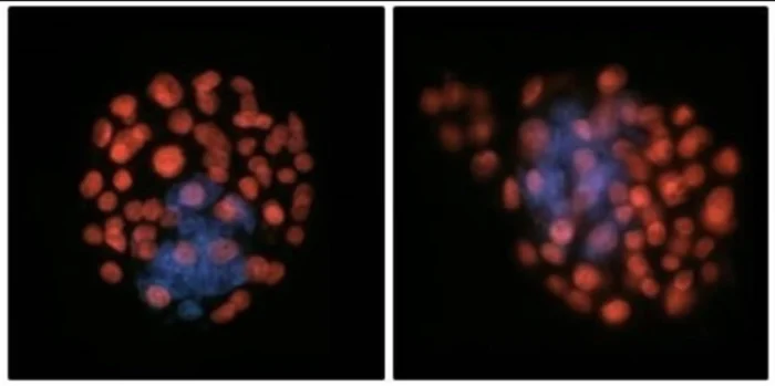 Los espermatozoides se pierden en el espacio: &ldquo;Realmente no saben qu&eacute; es arriba o abajo&rdquo;