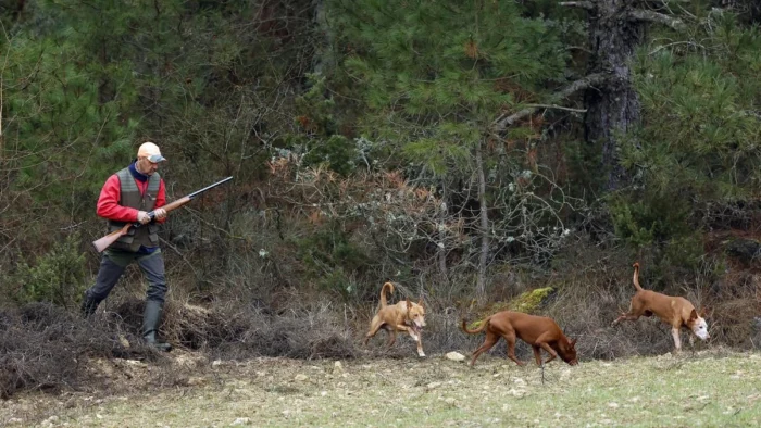La batalla por la codorniz: El PP presiona para mantener la caza sin restricciones ante el riesgo de sanción europea