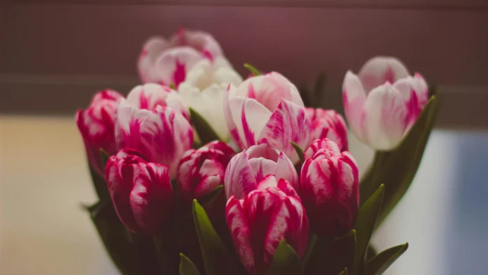 Flores de marzo que anuncian la primavera y llenan de vida jardines y balcones
