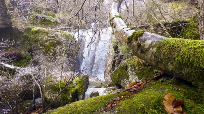 El oasis de naturaleza en Soria que esconde una cascada en un bosque de pino albar &uacute;nico en Europa