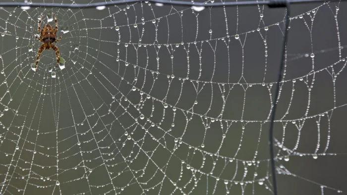 Nuevos fósiles de arácnidos del Carbonífero superior descubiertos en León