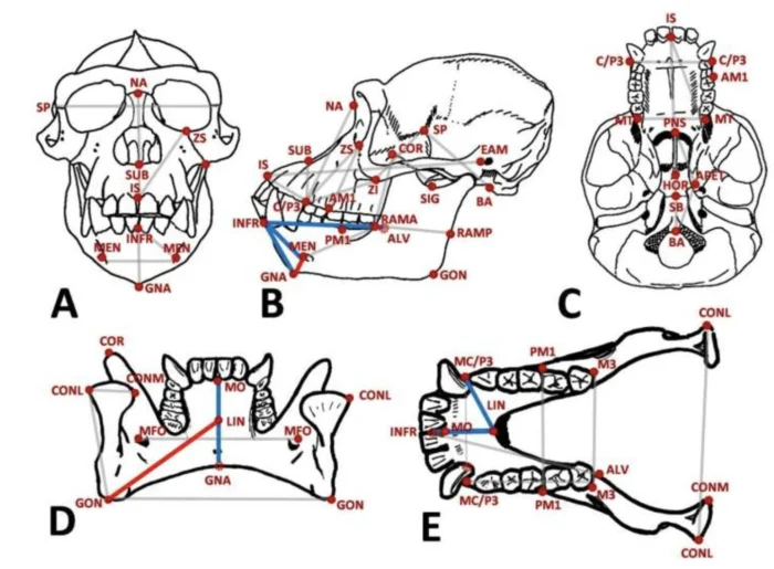 Solo los humanos tienen ment&oacute;n y ahora una posible explicaci&oacute;n promete cerrar el misterio que ha intrigado durante a&ntilde;os