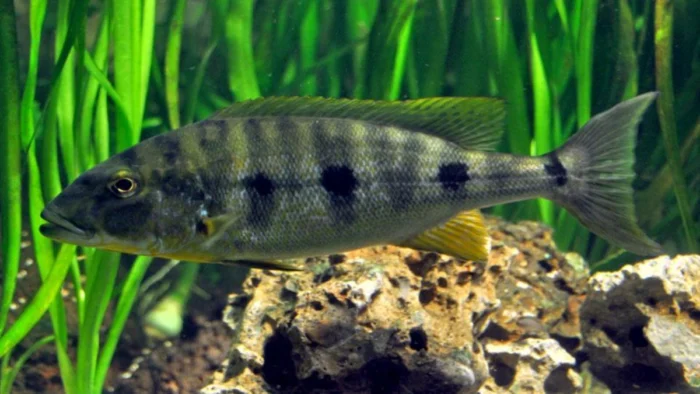 Un buceador mira a unas crías en el lago Tanganica y los peces cambian de actitud: atacan con más agresividad