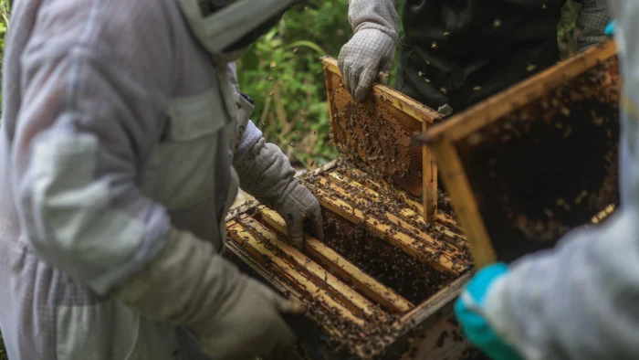 Grave crisis en el sector apícola gallego por la importación masiva de miel