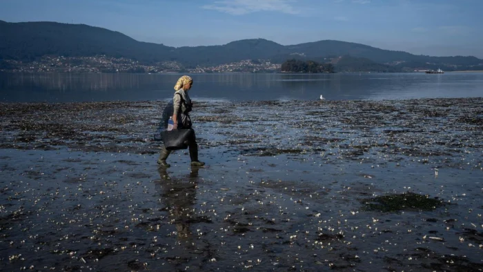 Muerte masiva de marisco en las rías gallegas tras los temporales