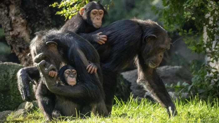 Los bonobos ten&iacute;an fama de simios pac&iacute;ficos y los datos los colocan como mucho m&aacute;s agresivos: las hembras son las peores paradas