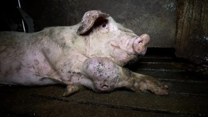 Granja de los horrores en Aragón: Vinculan la explotación con empresas con sello de bienestar animal