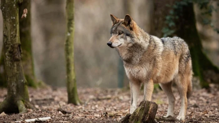 Guerra del Lobo Reactivada en el Bajo Aragón: Ganaderos Exigen Medidas Tras Último Ataque