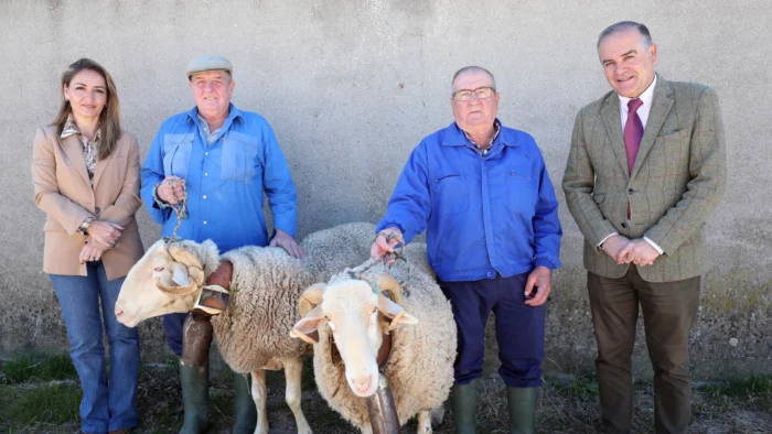 Las Mondas de Talavera calientan motores con sus carneros 'Blanco y Pajarito' listos