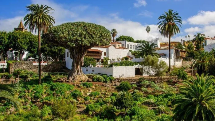 La alarmante disminución de los dragos en Canarias: ¿Qué está sucediendo?