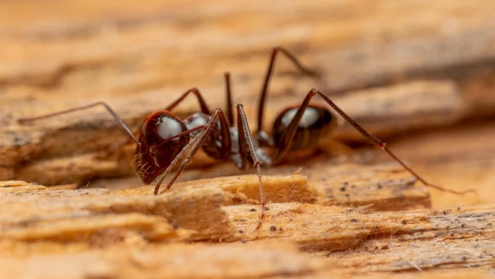 Insólito: Detienen a un viajero en Kenia por intentar contrabandear miles de hormigas reina