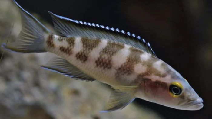 Un buceador mira a unas crías en el lago Tanganica y los peces cambian de actitud: atacan con más agresividad
