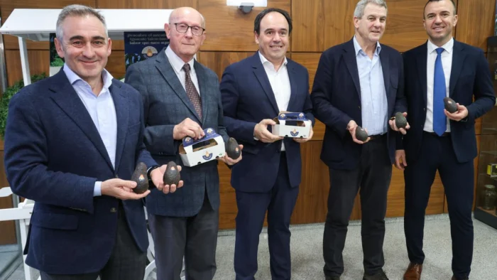 El auge del aguacate en Valencia: ¿éxito agrícola o crisis hídrica?