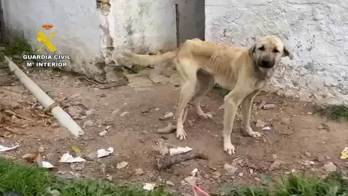 Operativo en Cádiz revela grave maltrato animal: 75 perros y otros animales rescatados