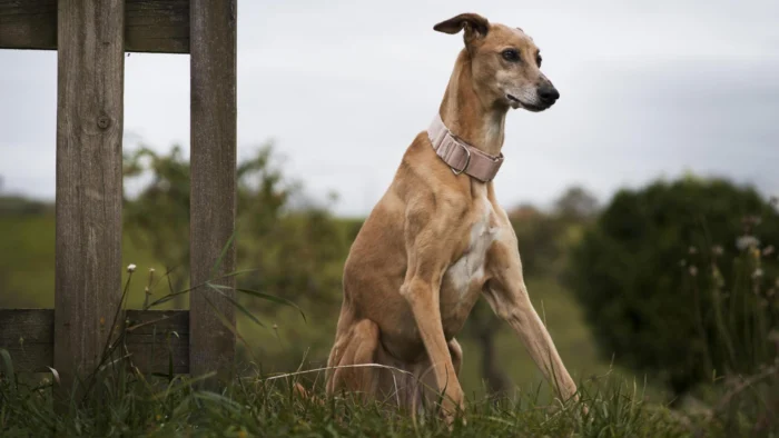 ¿Pueden las mascotas heredar? La fórmula legal para proteger a tu animal tras tu fallecimiento