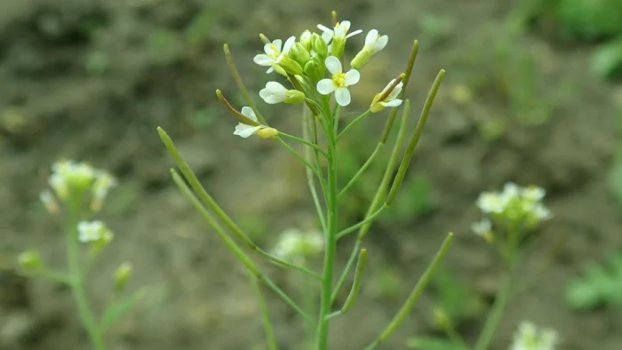 Plantas tienen un límite de adaptación al cambio climático, según estudio español