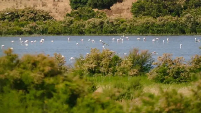 CHICLANA: CUNA DE LA ORNITOLOGÍA MODERNA EN ESPAÑA