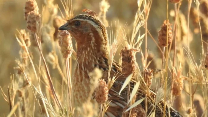 RESPALDO AL SECTOR CINEGÉTICO ANTE POSIBLES RESTRICCIONES A LA CAZA DE CODORNIZ