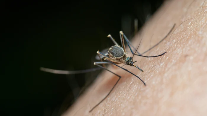 Andalucía refuerza su escudo contra los mosquitos ante la amenaza del dengue, el zika y el chikungunya