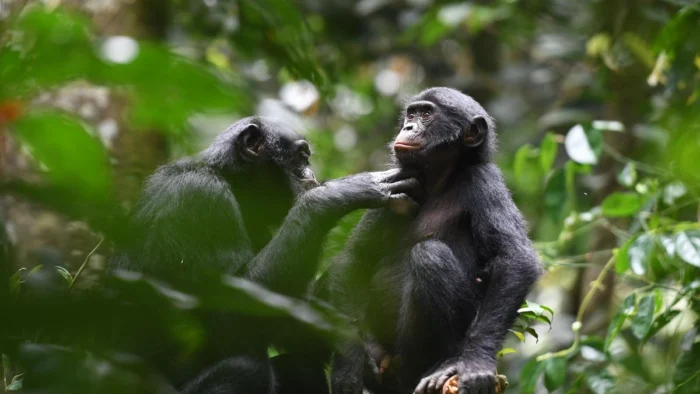 Los bonobos ten&iacute;an fama de simios pac&iacute;ficos y los datos los colocan como mucho m&aacute;s agresivos: las hembras son las peores paradas