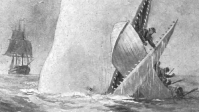 Moby Dick parec&iacute;a una leyenda exagerada pero la ciencia lo ha grabado: el cachalote usa su cr&aacute;neo como ariete en pleno ataque