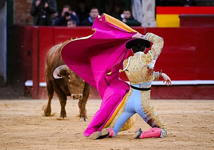 NOVILLADA EN FALLAS: JÓVENES TOREROS SE ENFRENTAN A UN DESAFÍO GANADERO