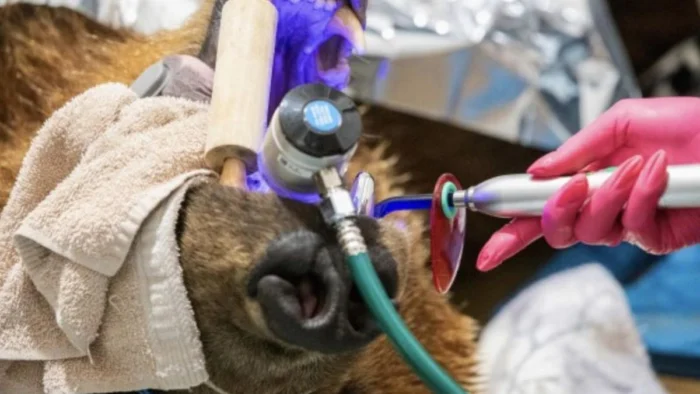 LA MAYOR CORONA DENTAL DEL PLANETA ACABA EN LA BOCA DE UN OSO PARDO DE ALASKA