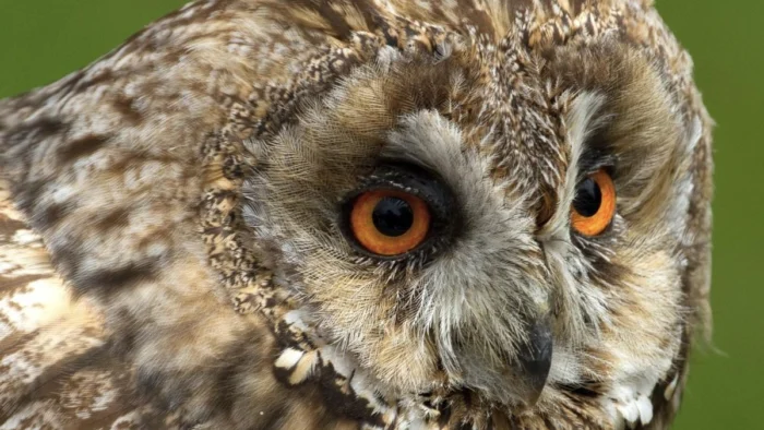 Adi&oacute;s a Churchill o Jane Austen en el dinero brit&aacute;nico: el redise&ntilde;o apuesta por animales en los billetes