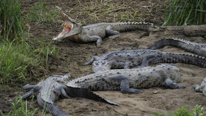 Un fósil 'olvidado' revela una nueva especie de cocodrilo de hace 200 millones de años