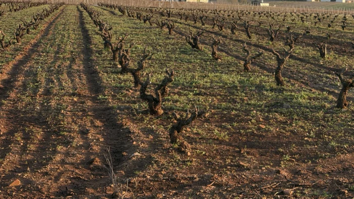 Ampliación del plazo para la solicitud única de la PAC en Extremadura