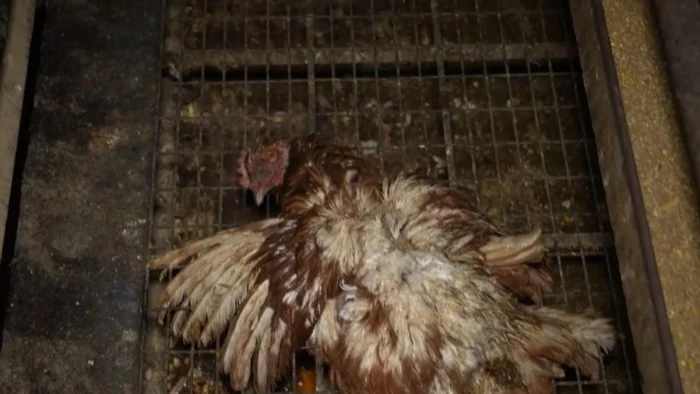 La Justicia reabre el caso contra la "macrogranja de los horrores" de Mallorca por maltrato animal y delito ambiental