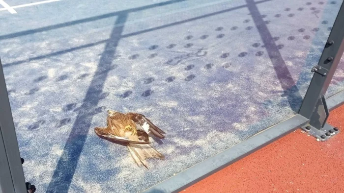 Espa&ntilde;a es el pa&iacute;s con m&aacute;s pistas de p&aacute;del y las aves se chocan contra ellas: "Causan decenas de muertes de forma absurda"