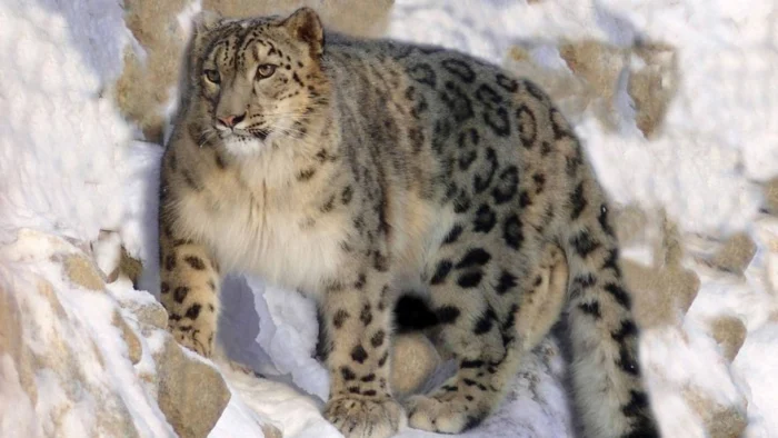 &iquest;C&oacute;mo logran tres depredadores convivir en el Himalaya? La respuesta est&aacute; en c&oacute;mo reparten sus presas