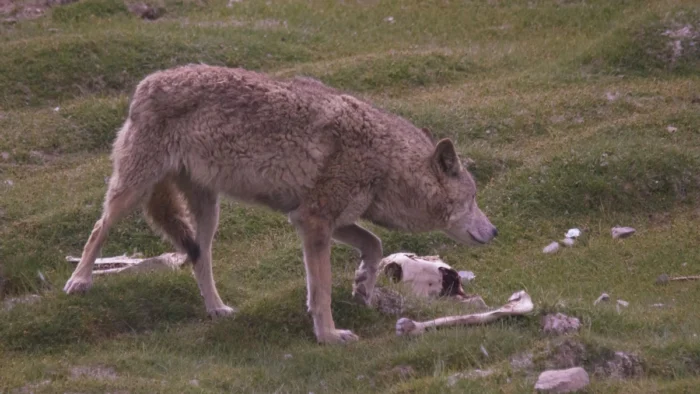 &iquest;C&oacute;mo logran tres depredadores convivir en el Himalaya? La respuesta est&aacute; en c&oacute;mo reparten sus presas
