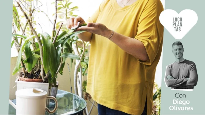 Siete Claves para el Cuidado Óptimo de tus Plantas